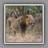 Lion, male (1)